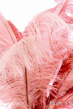 Struisvogel 2. keus - 30-40 cm -  roze mix